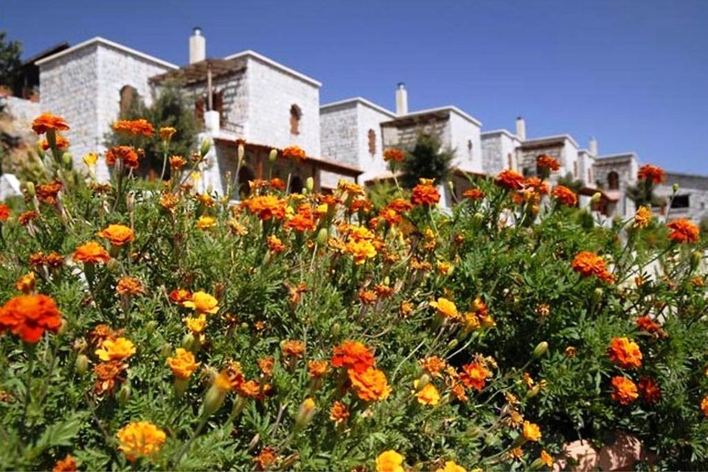 Lefkoritis Resort Askifou Sfakia Petrés エクステリア 写真